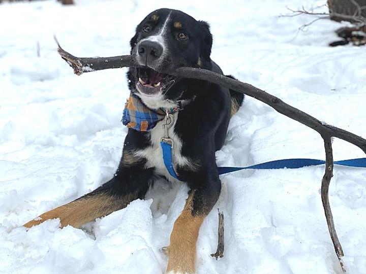 chinook dog